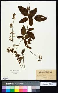 Desmodium perplexum image