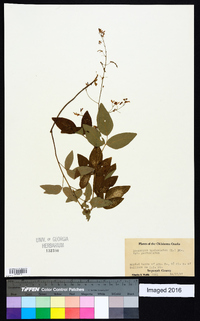 Desmodium paniculatum var. paniculatum image