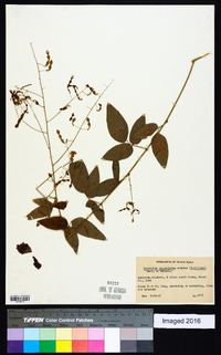 Desmodium perplexum image