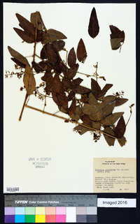 Desmodium perplexum image