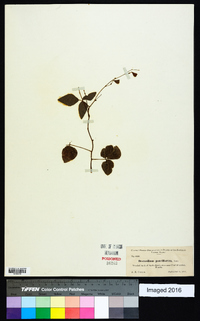 Hylodesmum pauciflorum image