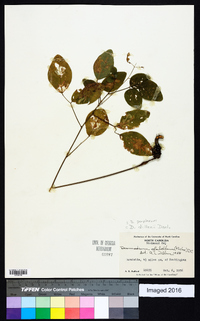 Desmodium perplexum image