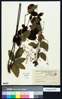 Desmodium perplexum image