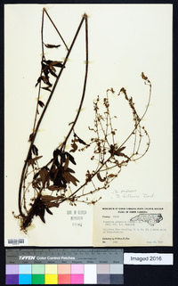 Desmodium perplexum image