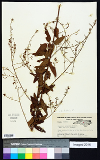 Desmodium perplexum image