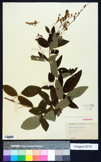 Desmodium perplexum image