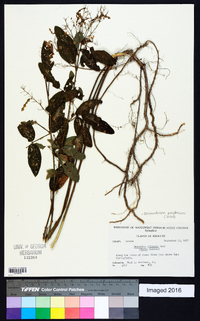 Desmodium perplexum image