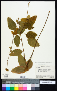 Desmodium perplexum image