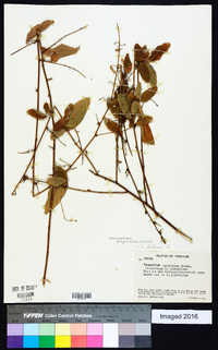 Desmodium perplexum image