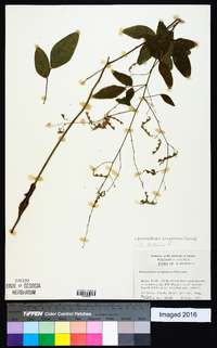 Desmodium perplexum image