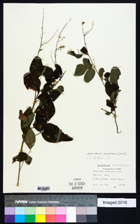 Desmodium perplexum image