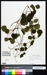 Desmodium rotundifolium image