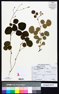 Desmodium rotundifolium image