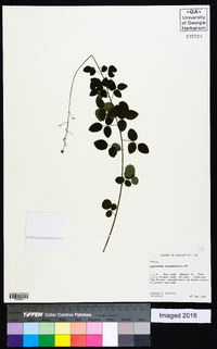 Desmodium rotundifolium image