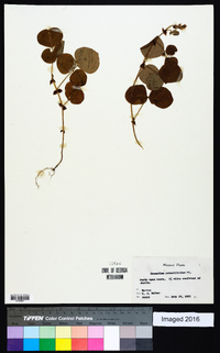 Desmodium rotundifolium image