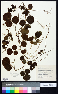 Desmodium rotundifolium image