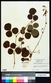 Desmodium rotundifolium image