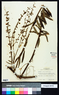 Desmodium sessilifolium image