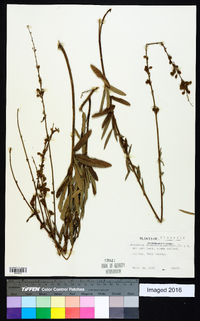 Desmodium sessilifolium image