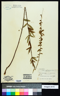 Desmodium sessilifolium image