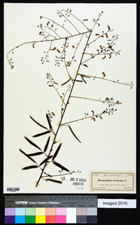 Desmodium strictum image