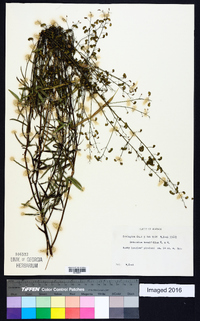 Desmodium tenuifolium image