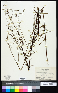 Desmodium tenuifolium image