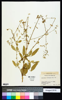 Desmodium tortuosum image