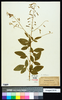 Desmodium tortuosum image