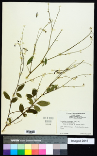 Desmodium tortuosum image