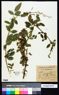 Desmodium tortuosum image