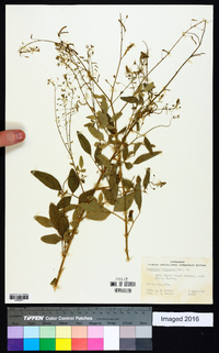 Desmodium tortuosum image