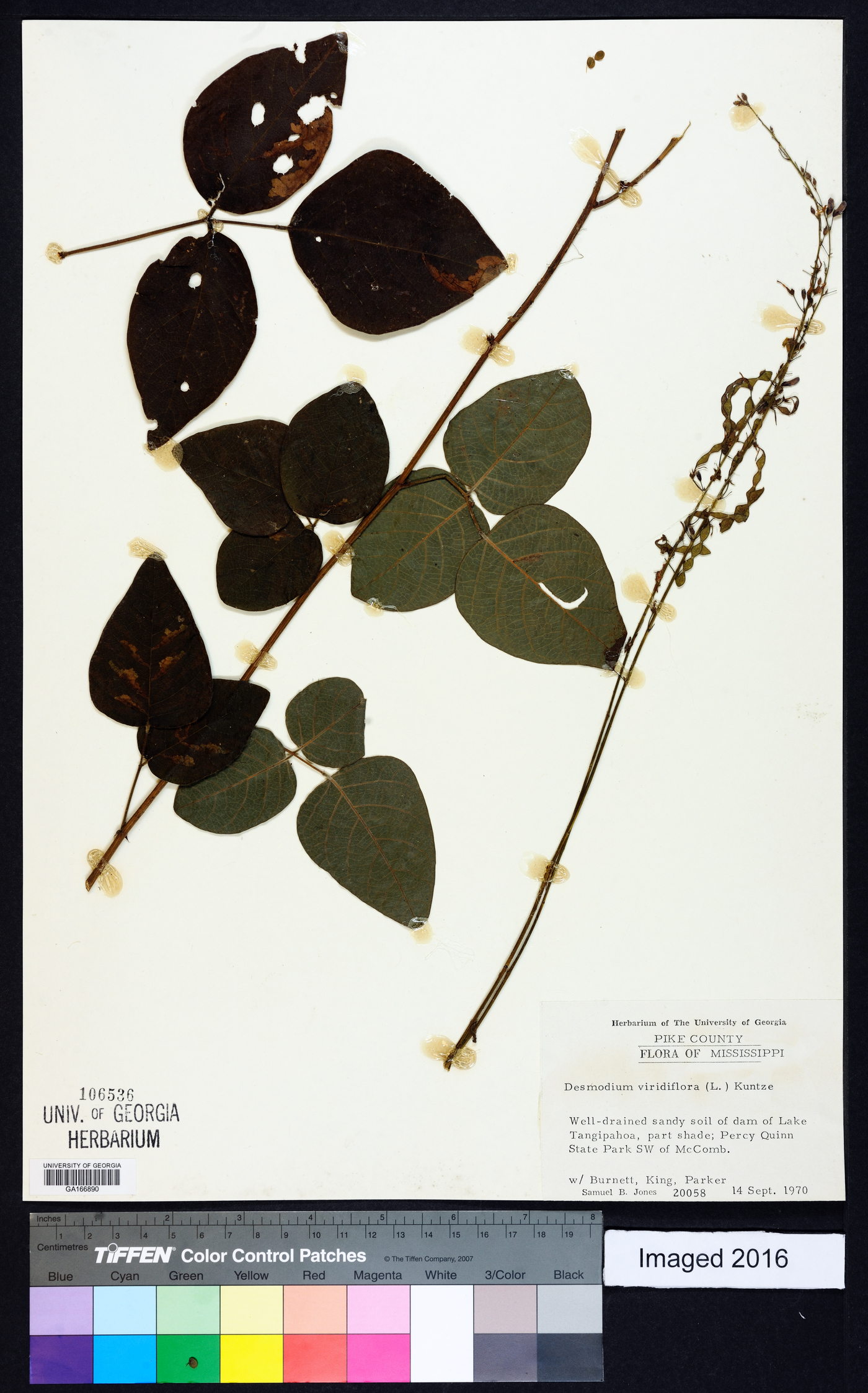 Desmodium viridiflorum image