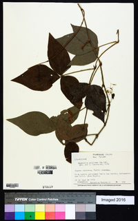 Desmodium axillare image