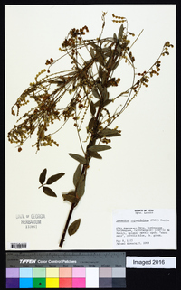 Desmodium cajanifolium image
