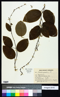 Desmodium gangeticum image