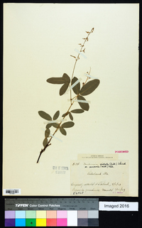 Desmodium tortuosum image