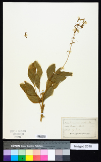 Desmodium molle image