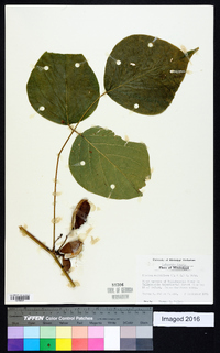Dioclea multiflora image