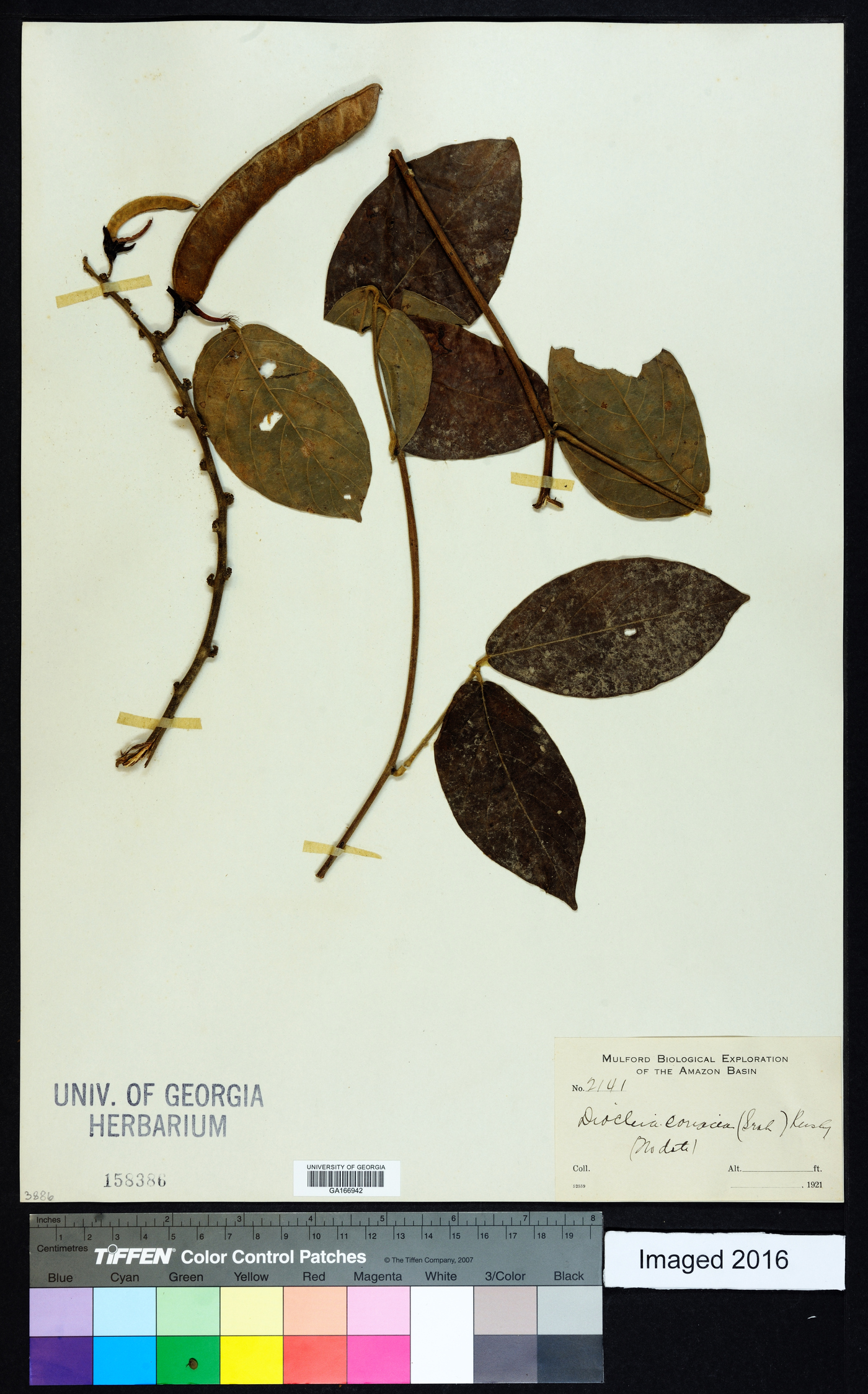 Dioclea coriacea image