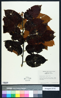 Dalbergia brownei image