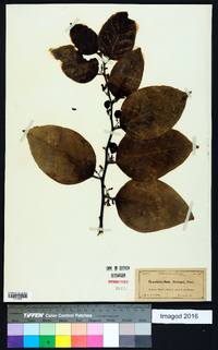 Dalbergia brownei image