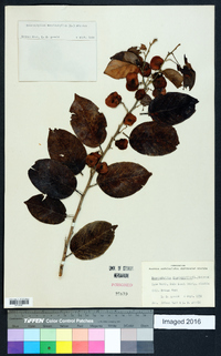 Dalbergia ecastaphyllum image