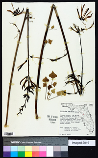 Erythrina herbacea image