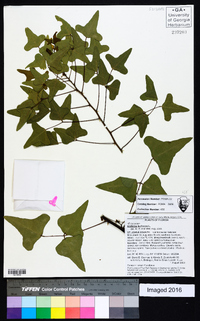 Erythrina herbacea image