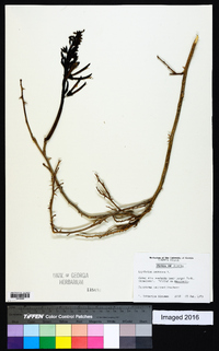 Erythrina herbacea image