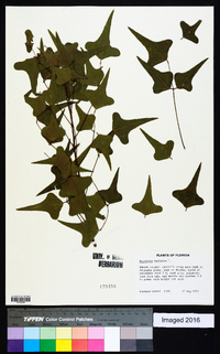 Erythrina herbacea image