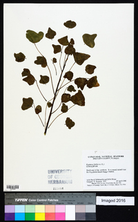 Erythrina herbacea image