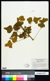 Erythrina herbacea image