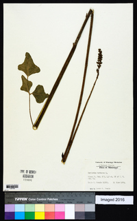 Erythrina herbacea image